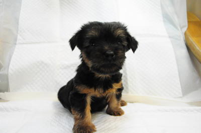 Male - Silky Terrier Dog