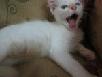 Snowbell - Ragdoll Cat