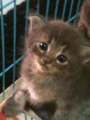 Jojo, Juju &amp; Jazzy - Domestic Long Hair Cat