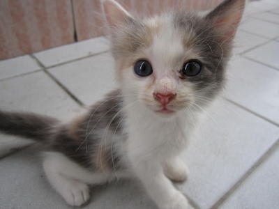 Geebell - Domestic Long Hair Cat