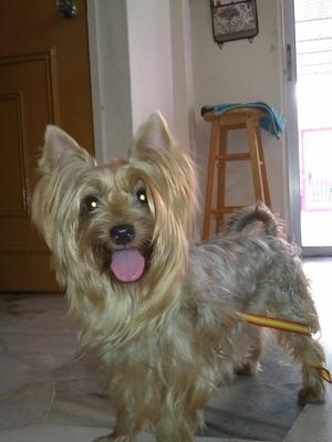 Miny - Silky Terrier Dog