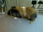 Charles - Guinea Pig Small & Furry