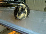 Charles - Guinea Pig Small & Furry