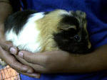 Charles - Guinea Pig Small & Furry