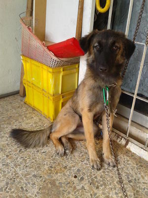 Gsd Mix Mongrel - German Shepherd Dog Mix Dog