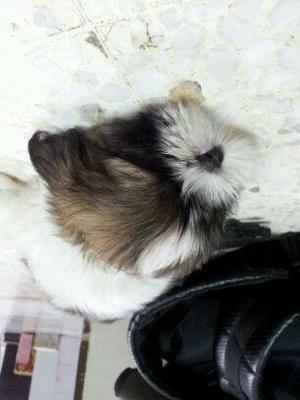 Shih Tzu Puppyyy - Shih Tzu Dog