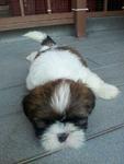 Shih Tzu Puppyyy - Shih Tzu Dog