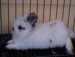 Teddy Bear Bunnies - Angora Rabbit Rabbit