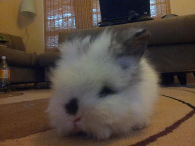 Teddy Bear Bunnies - Angora Rabbit Rabbit