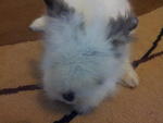 Teddy Bear Bunnies - Angora Rabbit Rabbit