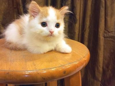 Round Face Persian - Red White Male - Persian Cat