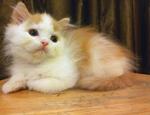 Round Face Persian - Red White Male - Persian Cat