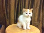 Round Face Persian - Red White Male - Persian Cat