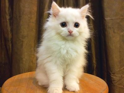 Round Face Persian - Female A - Persian Cat