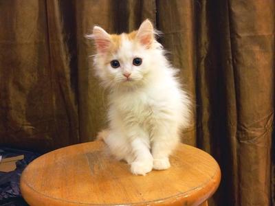 Round Face Persian - Female C - Persian Cat