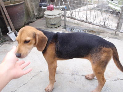 Browny - Beagle Mix Dog