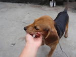 Browny - Beagle Mix Dog