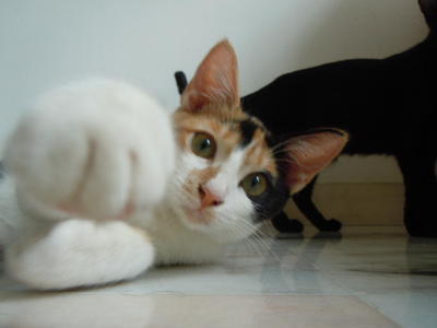 Calico - Domestic Short Hair Cat