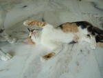 Calico - Domestic Short Hair Cat