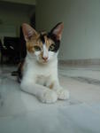 Calico - Domestic Short Hair Cat