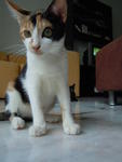 Calico - Domestic Short Hair Cat