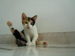 Calico - Domestic Short Hair Cat