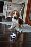 Quinn - Beagle Dog