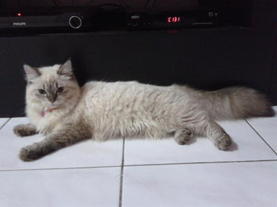 Puzzle - Birman Cat