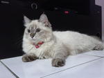 Puzzle - Birman Cat