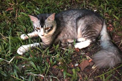 Spidey And Erfy - Domestic Long Hair + Domestic Short Hair Cat