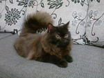 Jerry The Semi-flat Male Cat - Domestic Long Hair + Persian Cat