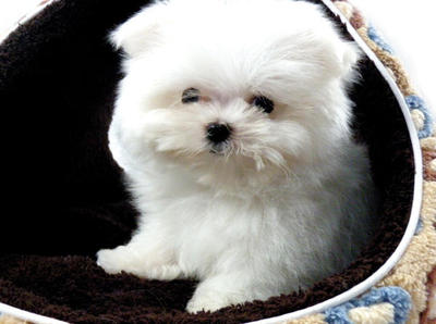 Taiwan Lineage Mini Maltese - Maltese Dog