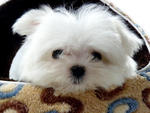 Taiwan Lineage Mini Maltese - Maltese Dog