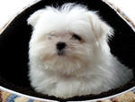 Taiwan Lineage Mini Maltese - Maltese Dog