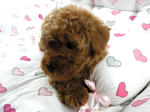 Taiwan Lineage Toy Poodle - Poodle Dog