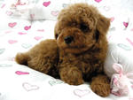 Taiwan Lineage Toy Poodle - Poodle Dog