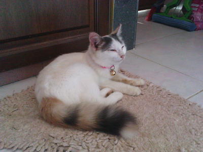 Puteh - Domestic Medium Hair Cat