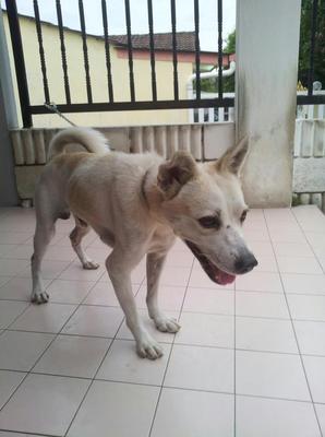 Timax - Mixed Breed Dog