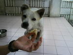 Timax - Mixed Breed Dog