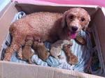 MOM with PUPPS