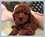 PF31618 - Poodle Dog