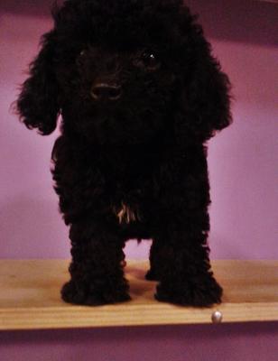 PF31619 - Poodle Dog