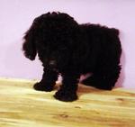 PF31619 - Poodle Dog