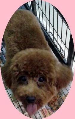 PF31620 - Poodle Dog