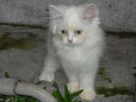 PF31621 - Persian Cat