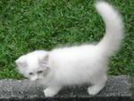 PF31621 - Persian Cat