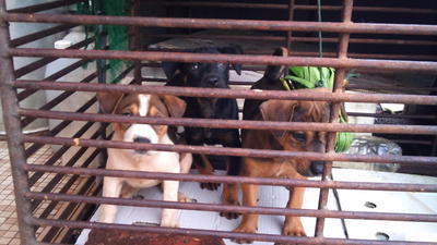 Puppies Left At Pasar Need Home - Mixed Breed Dog