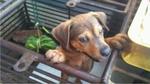 Puppies Left At Pasar Need Home - Mixed Breed Dog