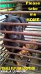 Puppies Left At Pasar Need Home - Mixed Breed Dog