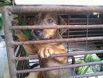 Puppies Left At Pasar Need Home - Mixed Breed Dog